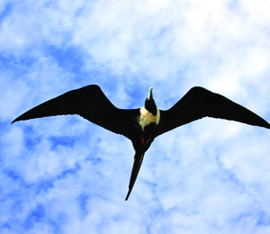 The Dry Tortugas A Bird Enthusiast's Paradise