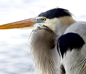 Nature and Wildlife