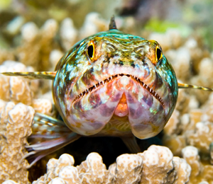The Sand Diver of Key West