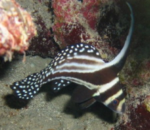 The Spotted Drum A Beautiful Tropical Fish