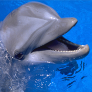 Key West Dolphin Tours